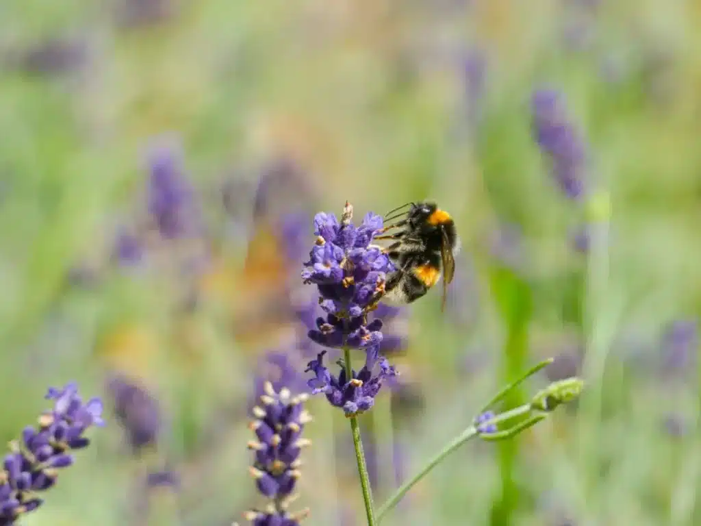 Pollen und Nektar für Bienen, Schmetterling & Käfer