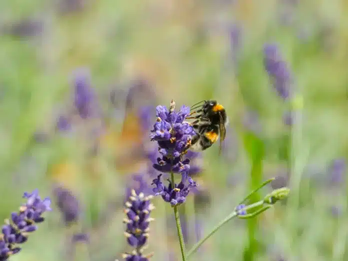 Pollen und Nektar für Bienen, Schmetterling & Käfer