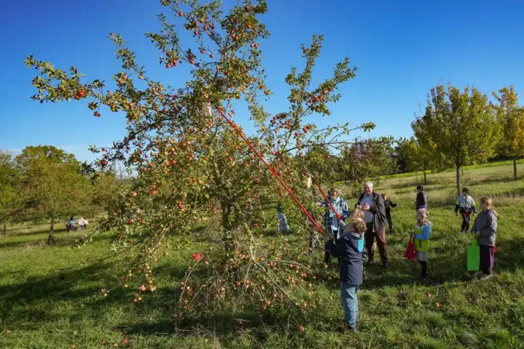 Schulkinder ernten Äpfel am Oschenberg