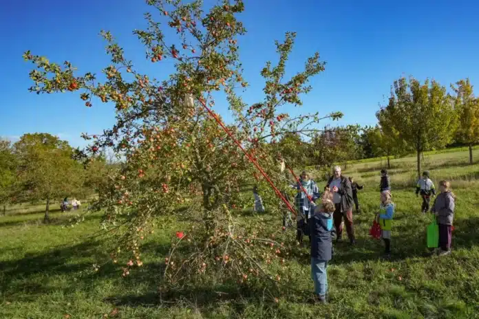 Schulkinder ernten Äpfel am Oschenberg