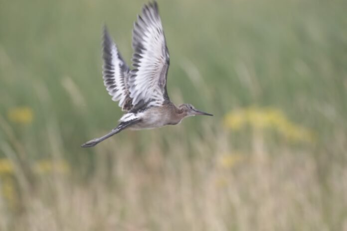 Heimat für 40 gefährdete Vogelarten: