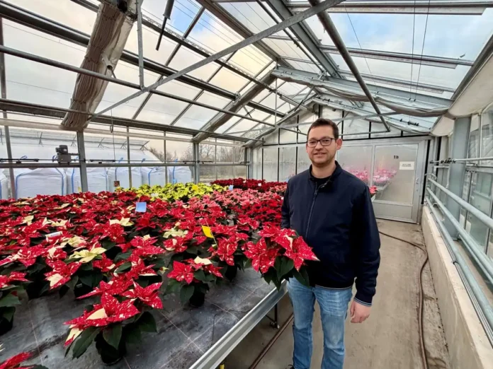 Ein Stern, der Wärme und Freude ins winterliche Heim bringt