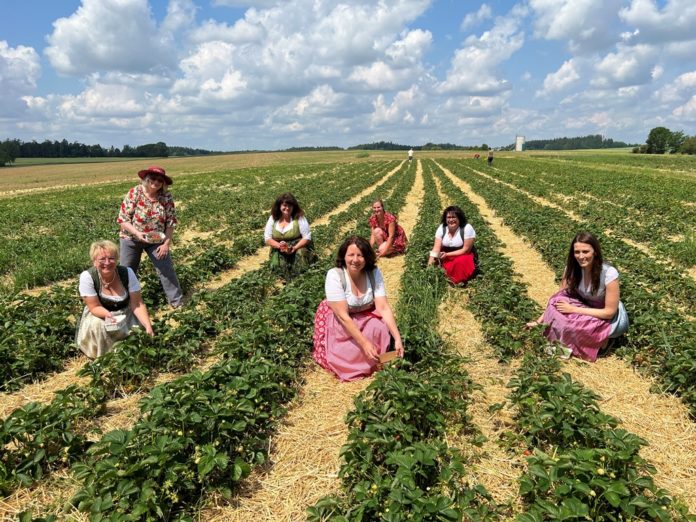 Erdbeeren – am besten direkt von Feld