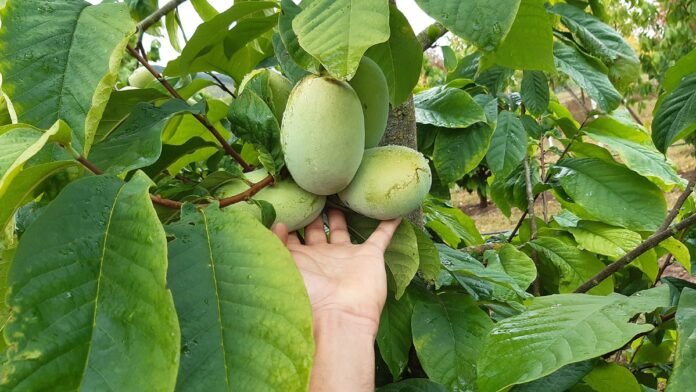 Gartenfachberatung informiert über Indianerbanane