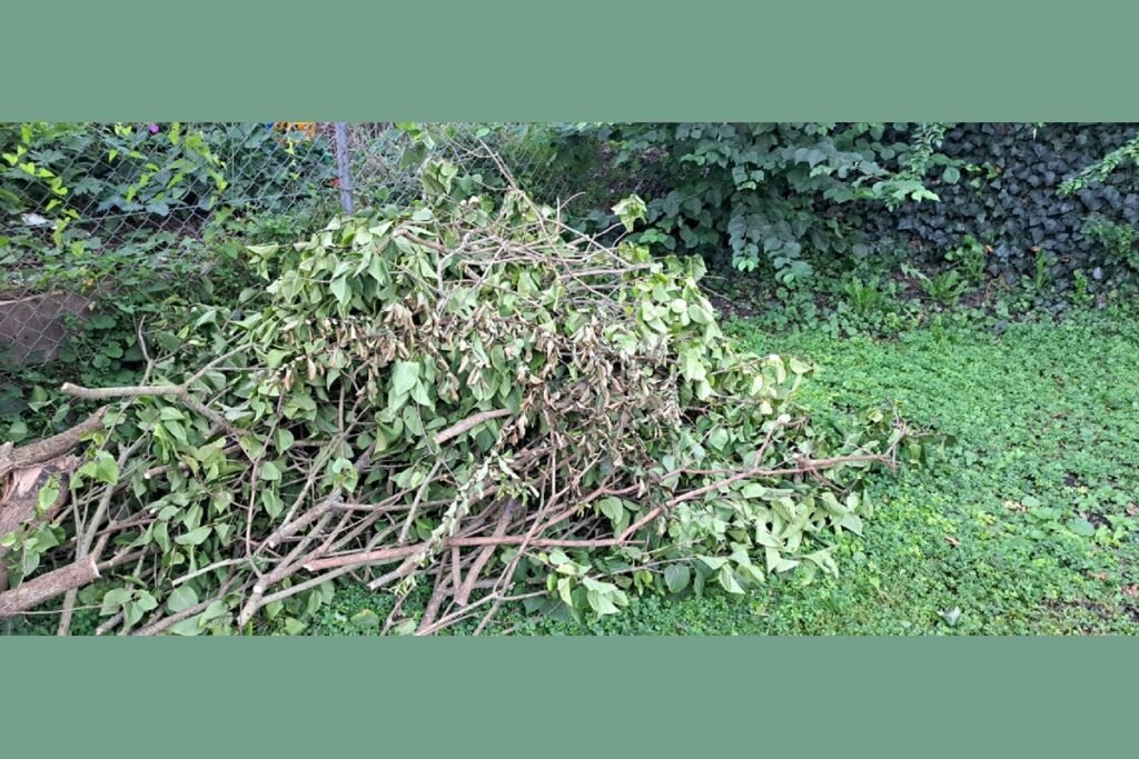 Gartenpflege für den Frühling