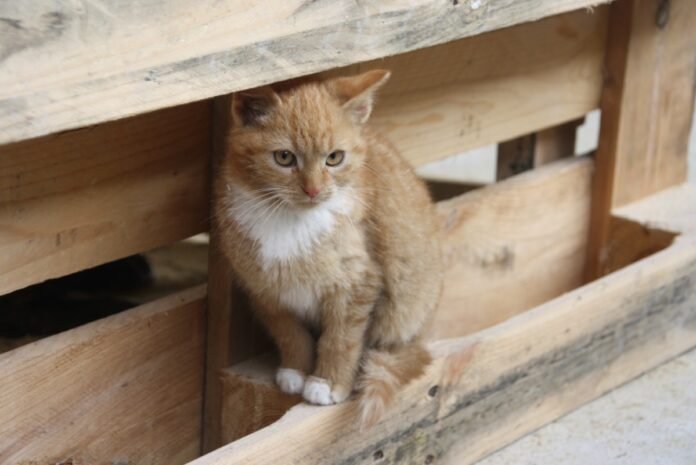 Niedersachsen macht den Weg frei für landesweite Katzenschutzverordnung TASSO begrüßt tierschutzpolitischen Schritt