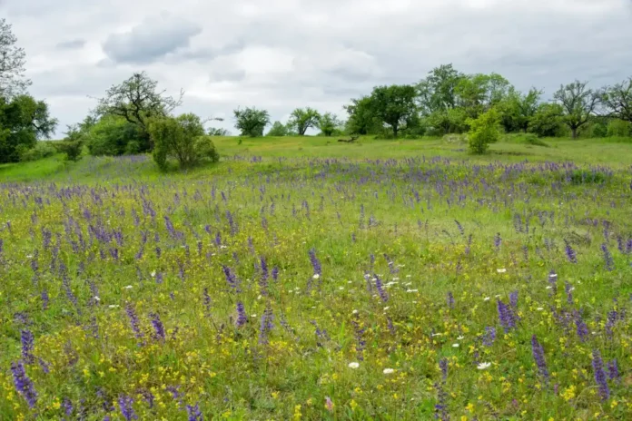 Frühlingsbeginn im Naturschutzgebiet