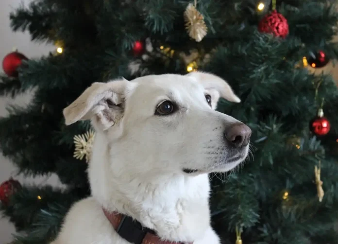 Kurz geliebt, dann vernachlässigt oder abgegeben Tiere sind kein Weihnachtsgeschenk