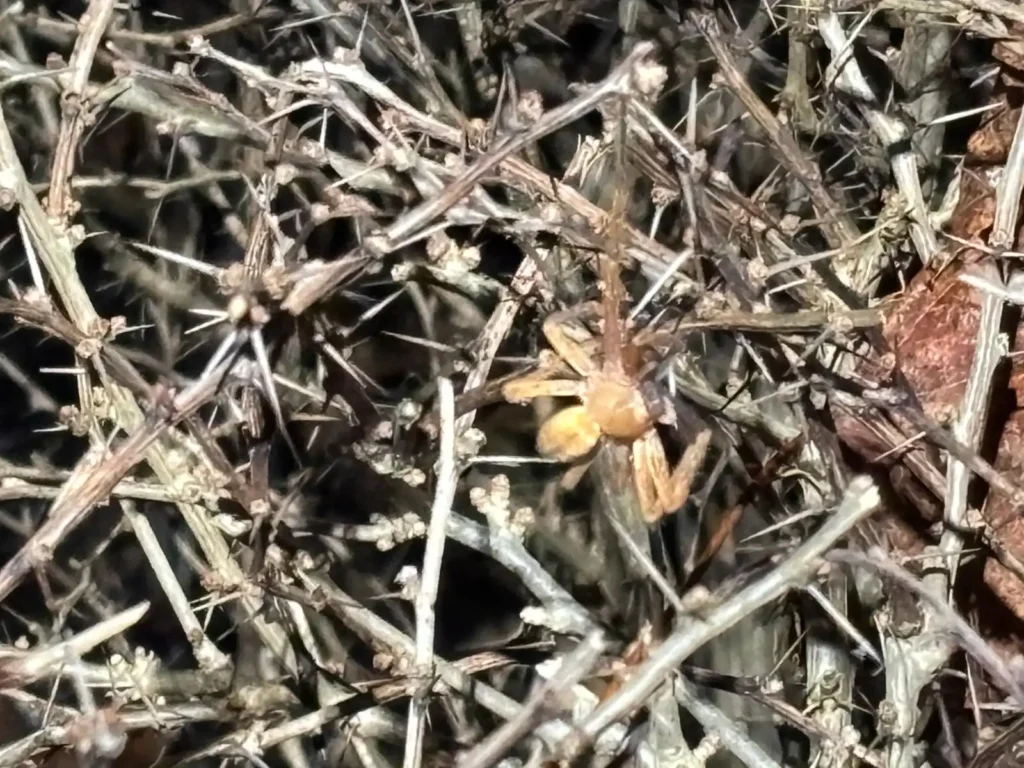 Spinne sorgt für kurzzeitige Aufregung in Landshuter Discounter
