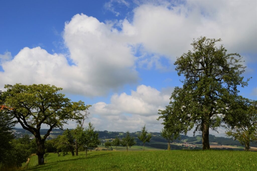 „Streuobstwiese des Jahres 2023“ ist gefunden –