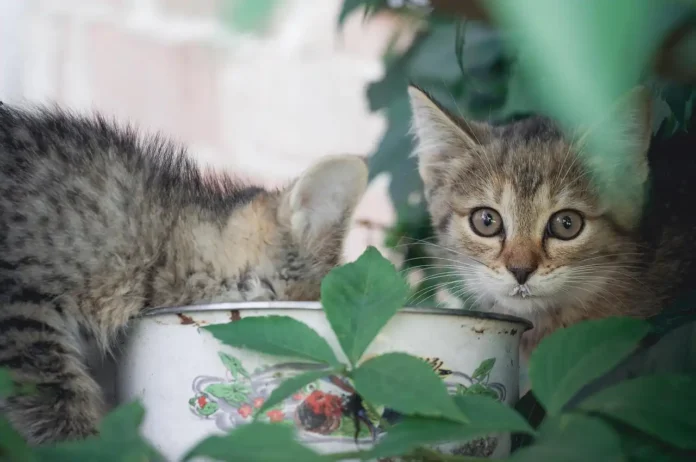 ÖDP sammelt Spenden „Futter statt Böller“