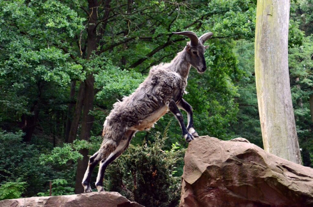 Blauschafe als neue Tierart im Tiergarten – weitere Anlage des Asien-Schwerpunkts in Betrieb