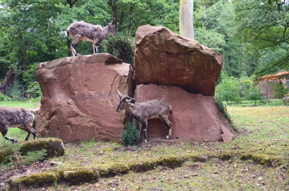 Blauschafe als neue Tierart im Tiergarten – weitere Anlage des Asien-Schwerpunkts in Betrieb