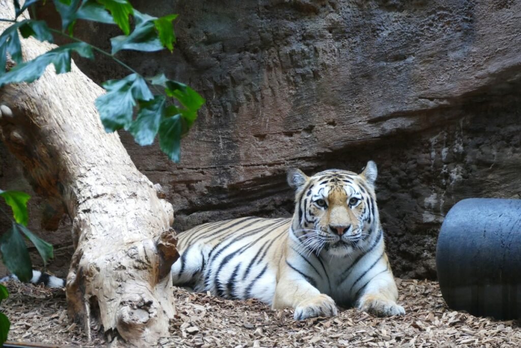 Tausch bei Sibirischen Tigern im Tiergarten