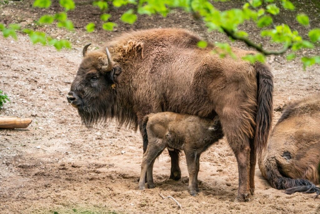 Wie das Wisent vor der Ausrottung gerettet wurde: