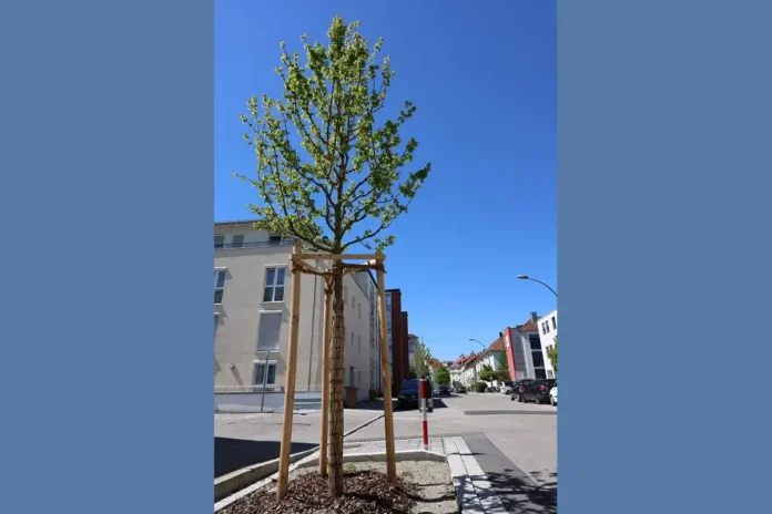 Acht Bäume für die Ludmillastraße